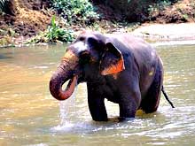 Шри-Ланка. Слоновьи питомники